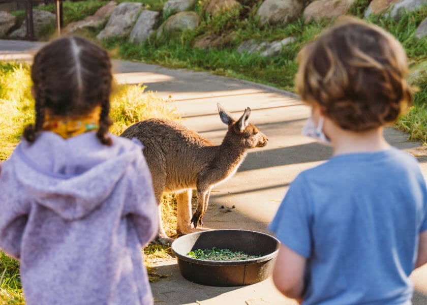 Two kids stand with their backs to the camera, facing a small kangaroo eating from a large bowl of food.